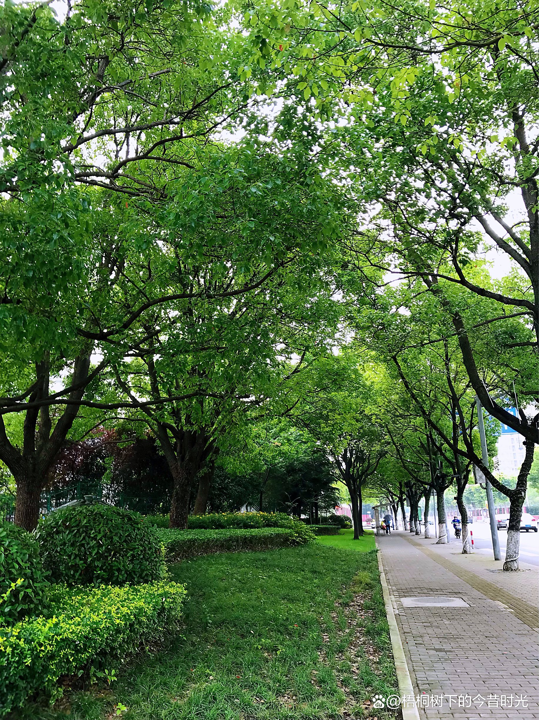 美丽的街景美好的夏天