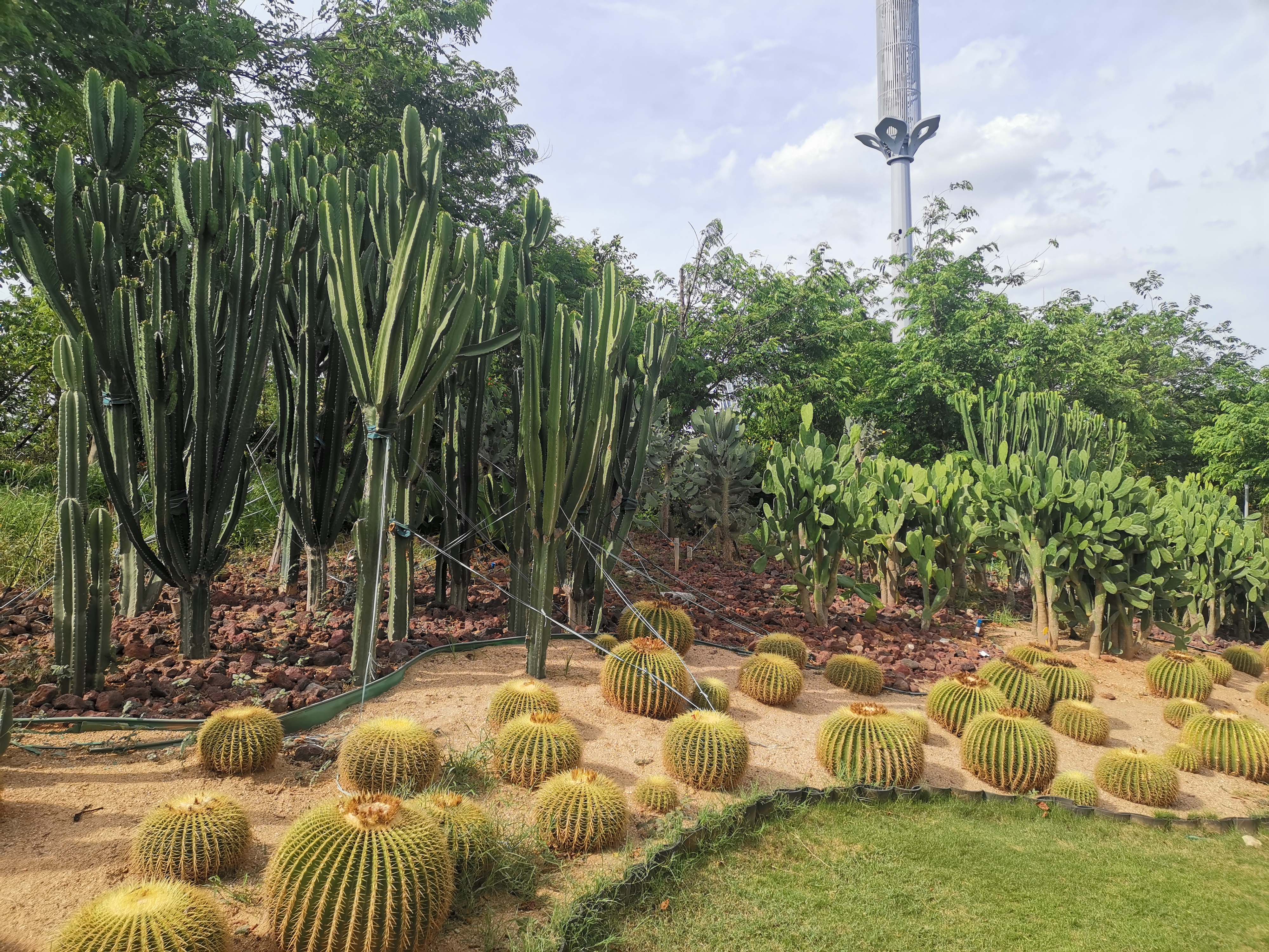 海南海花岛上的珍奇植物园如今真的有点坑还我35元门票钱
