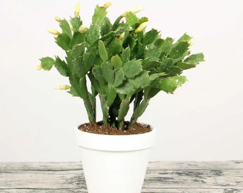 蟹爪兰老桩开花美栽培也要有条件达不到别尝试