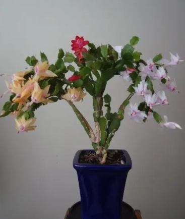 蟹爪兰老桩开花美栽培也要有条件达不到别尝试