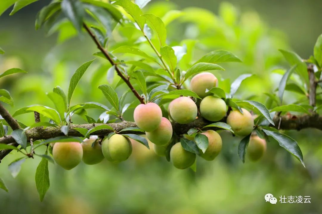 莲灯村牛心李大丰收