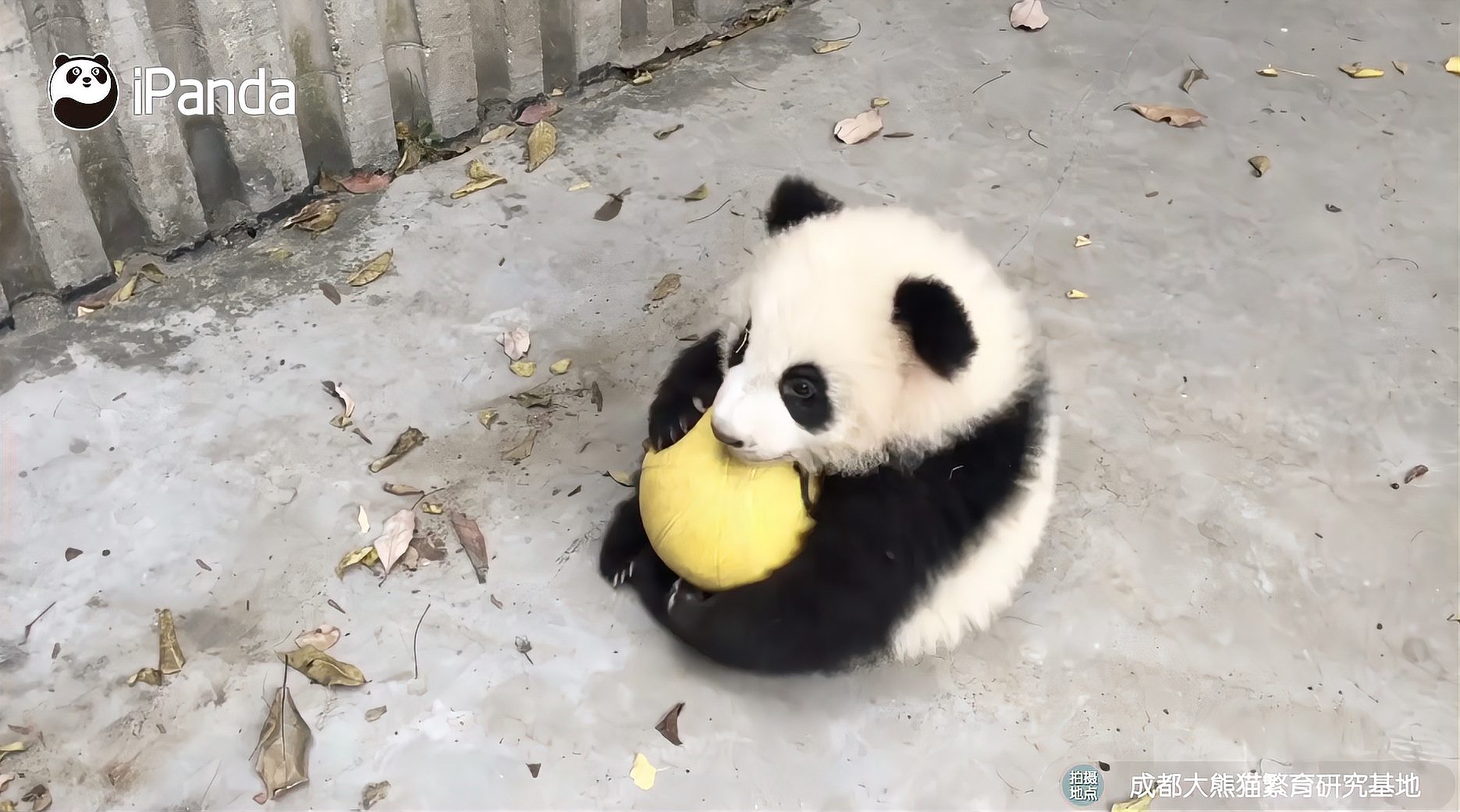 大熊猫玩球就是双倍圆滚滚网友熊宝自己就像个球大球玩小球喵喵