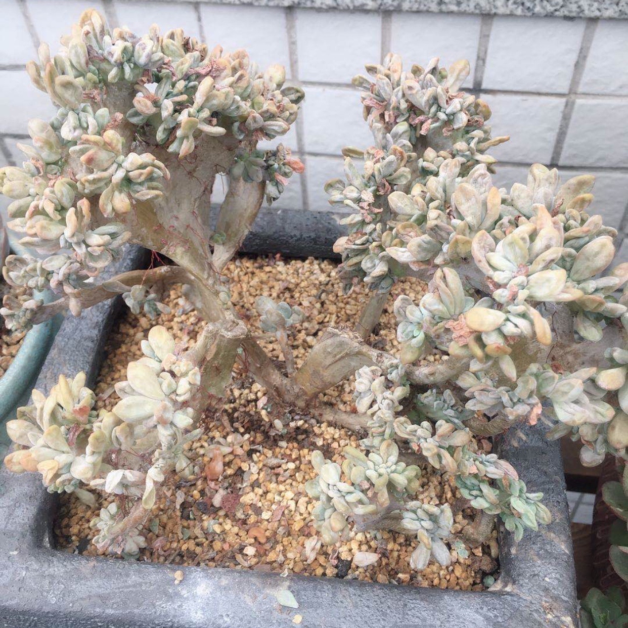 醉美人和绮罗一样神奇的品种最好养的缀化多肉上色真的好美
