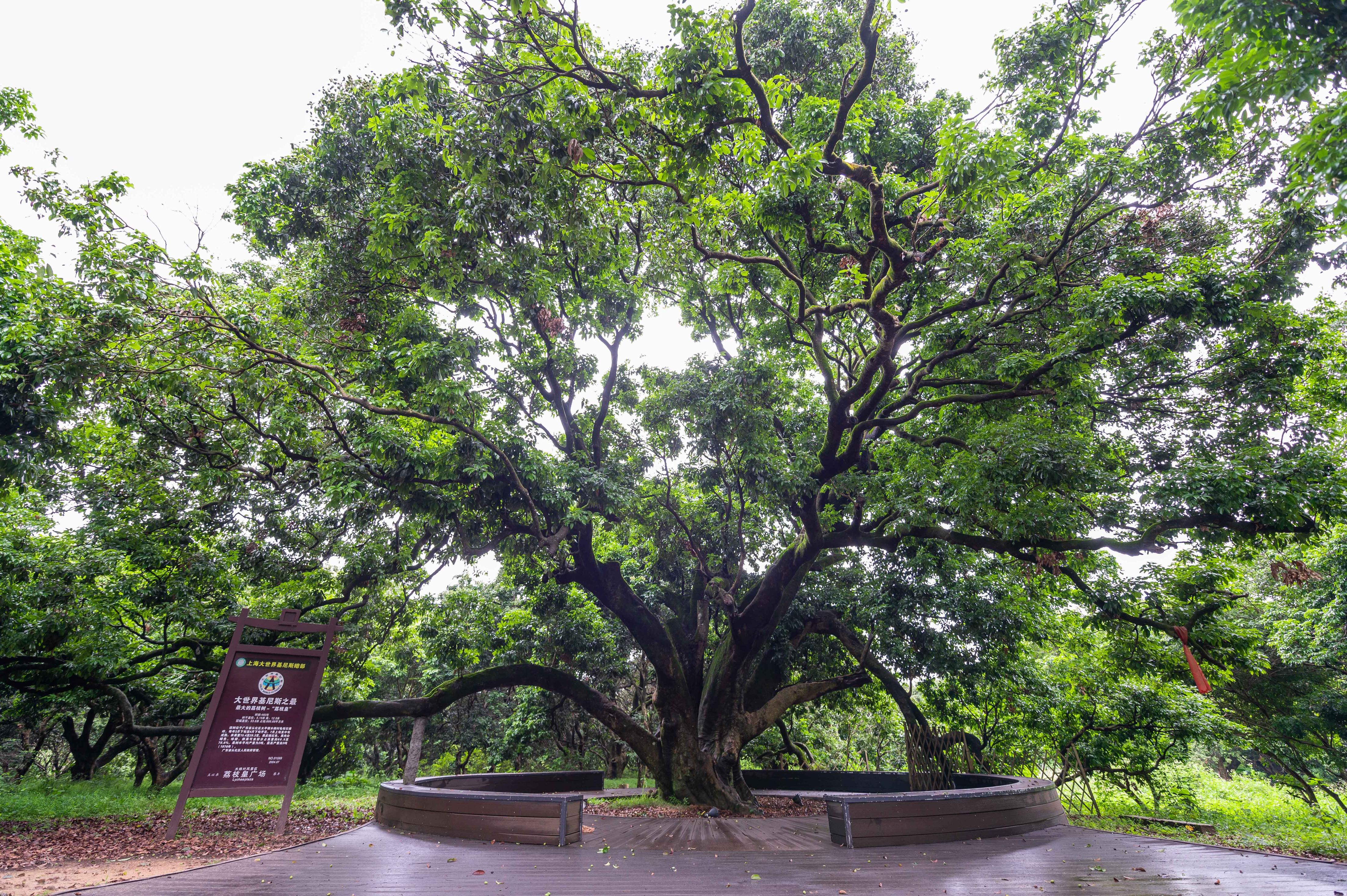 大树底下听古仔⑧丨470岁荔枝皇藏身从化太平镇