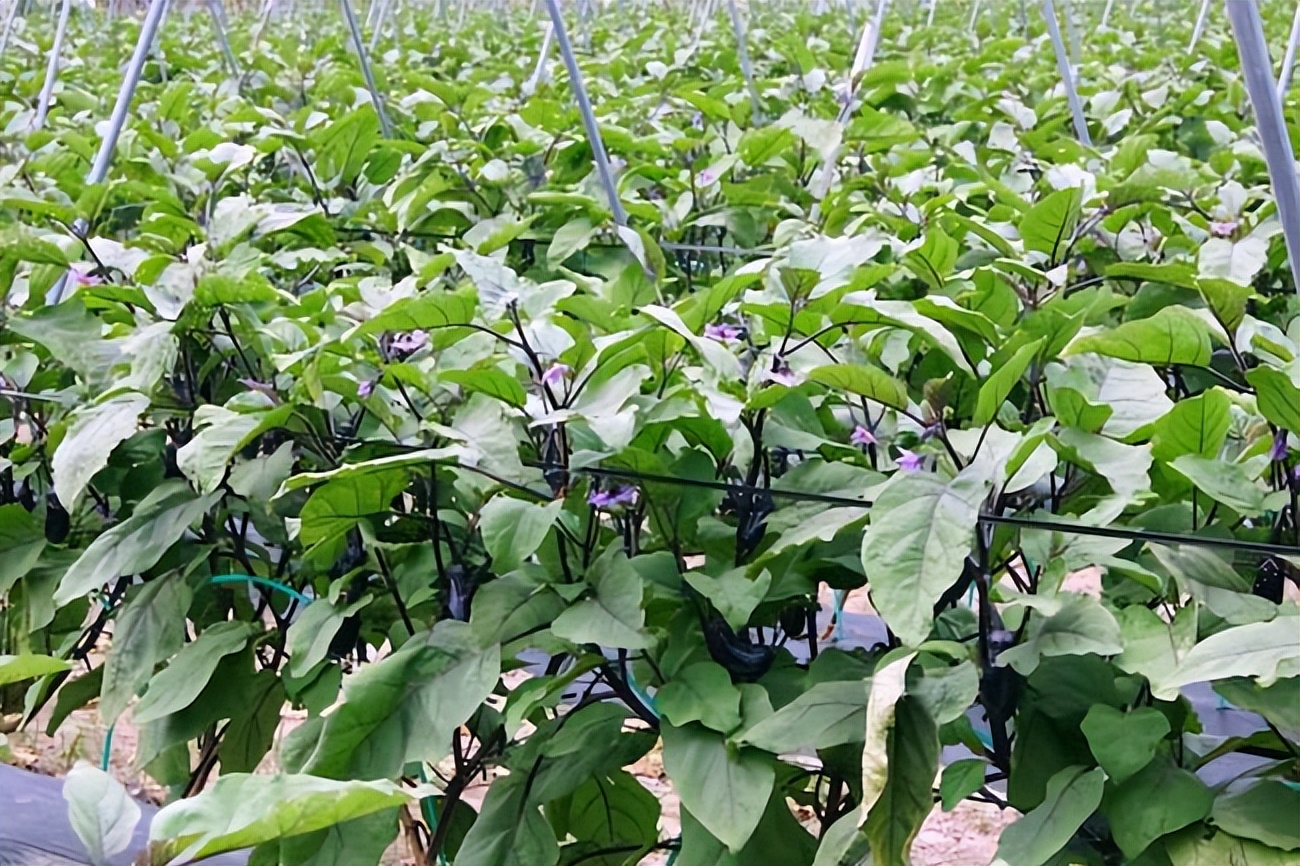 茄子育苗从播种到定植的栽培方法和防止徒长的温度管理要点