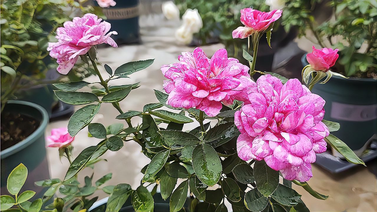 紫色月季海蒂克拉姆这样的夏花你能接受吗