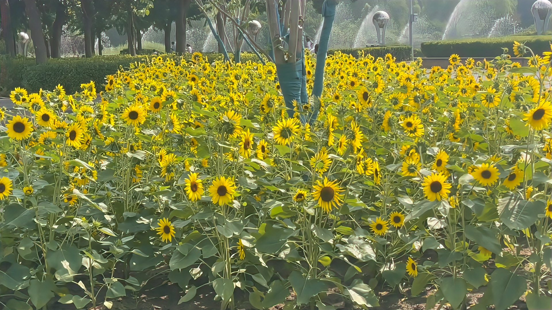 金粉世家实景花开正艳这片向日葵花海等你来打卡