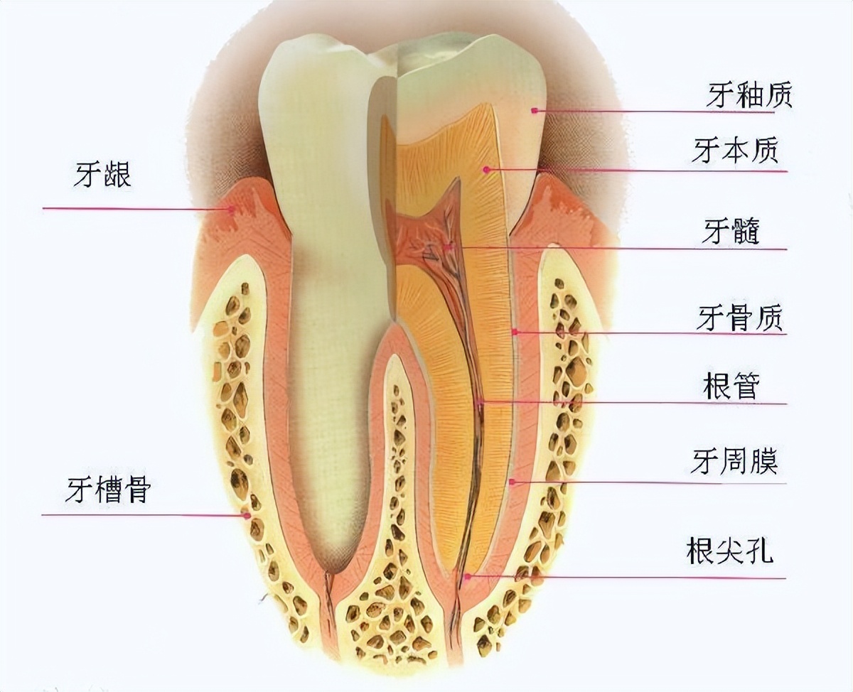 牙齿根管分布图解图片