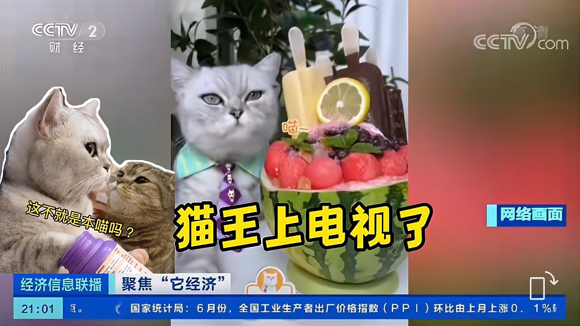 料理鼠王s料理猫王图片