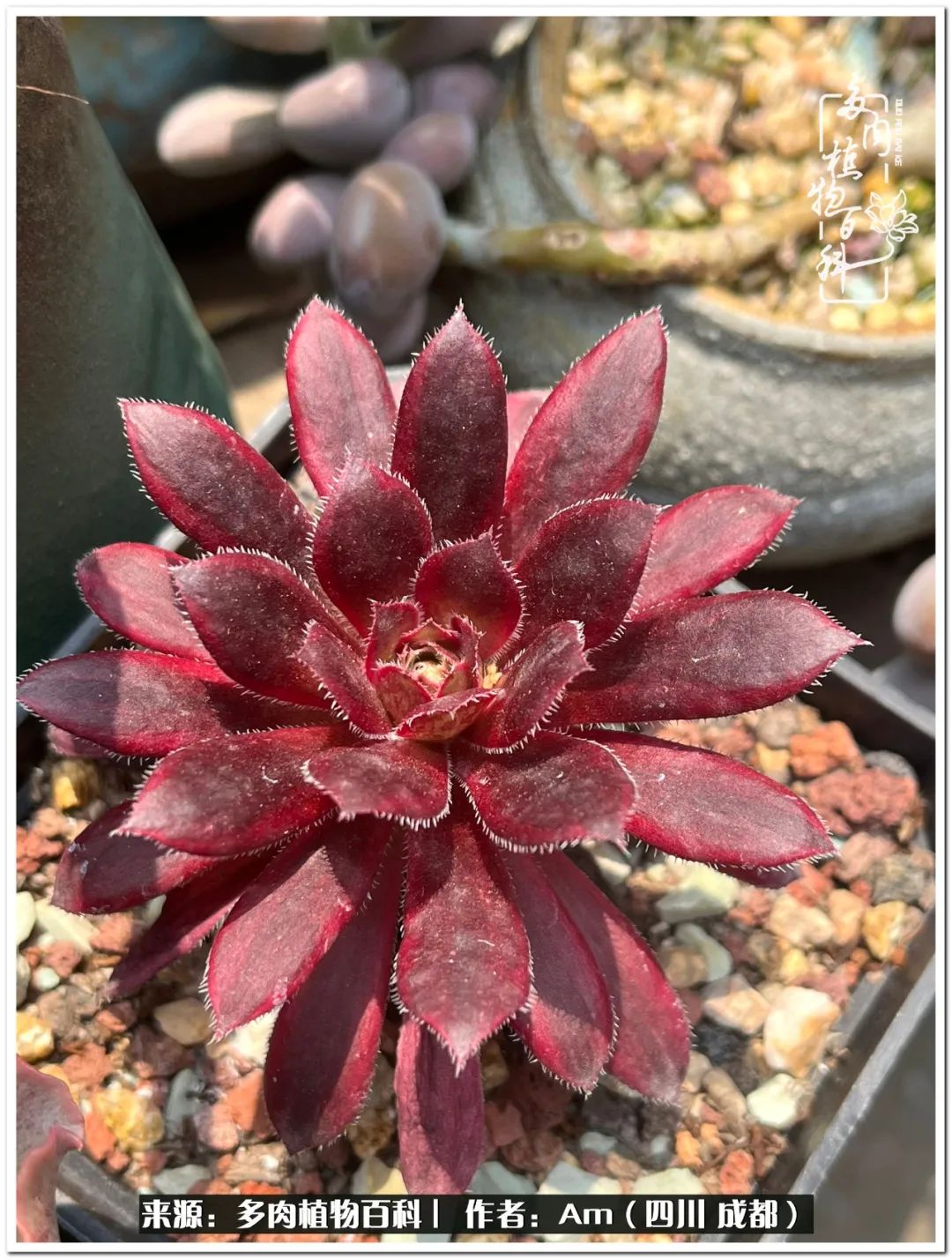 惊鸿法师,群友送的,好养又漂亮.