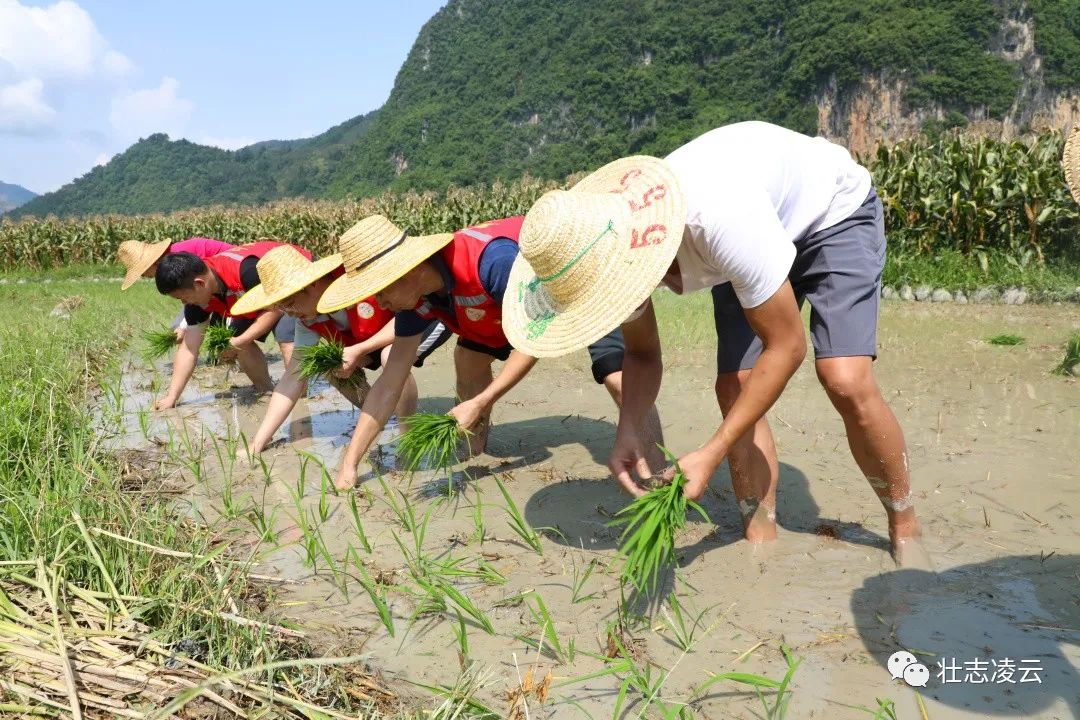 凌云农忙双抢确保粮食稳产丰收
