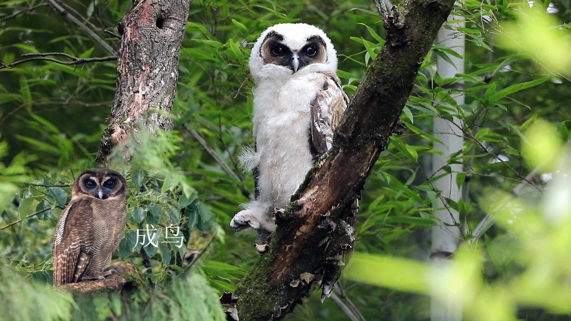 褐林鸮幼鸟国家二级保护罕见