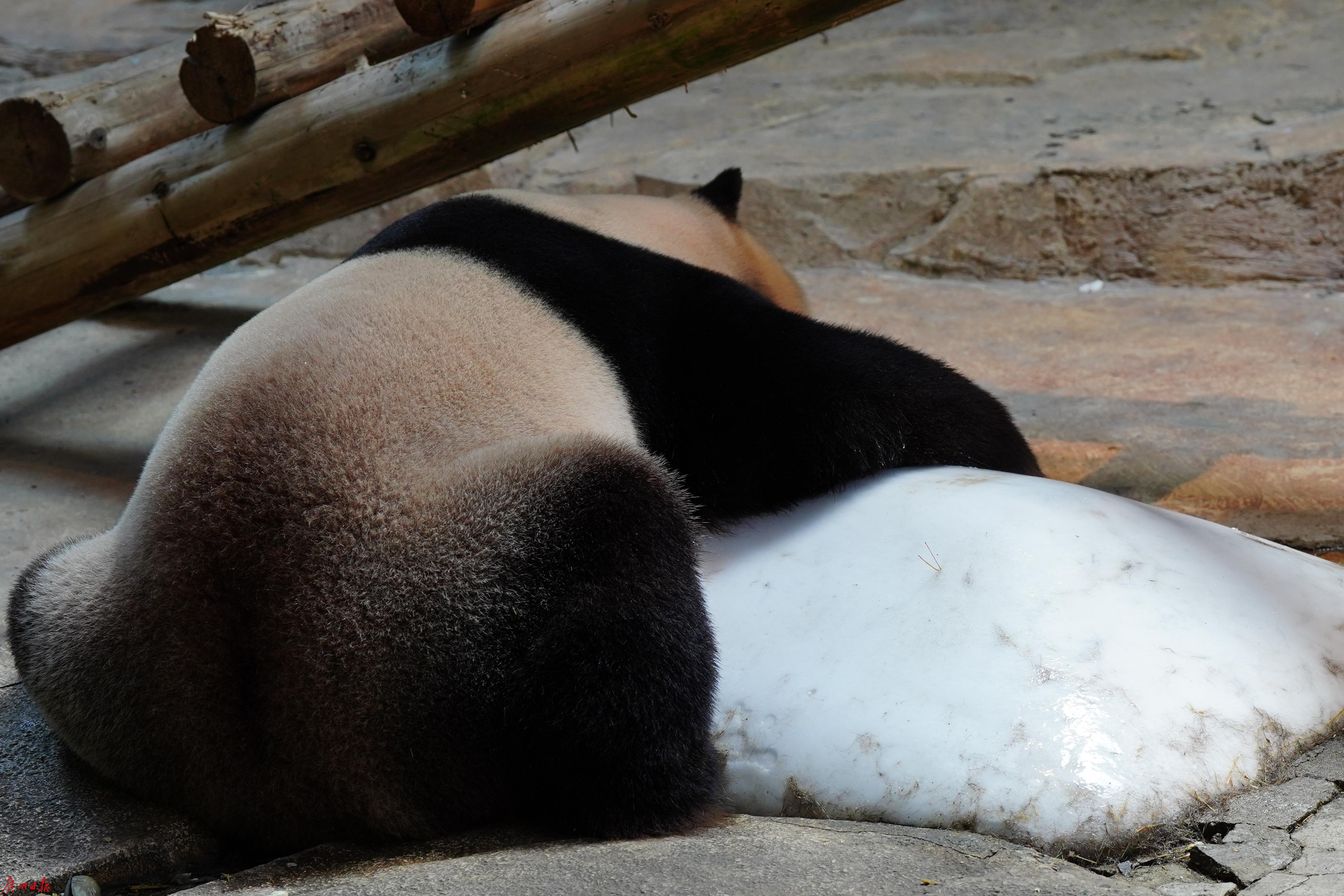 大熊猫正趴在动物园特意准备的超大冰块上,享受"冰床"带来的清凉.