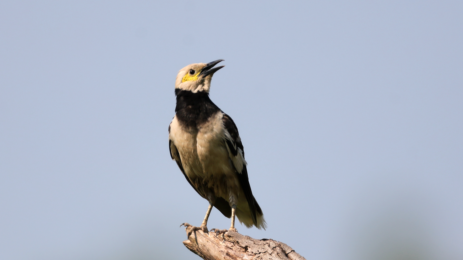 黑颈椋鸟图片