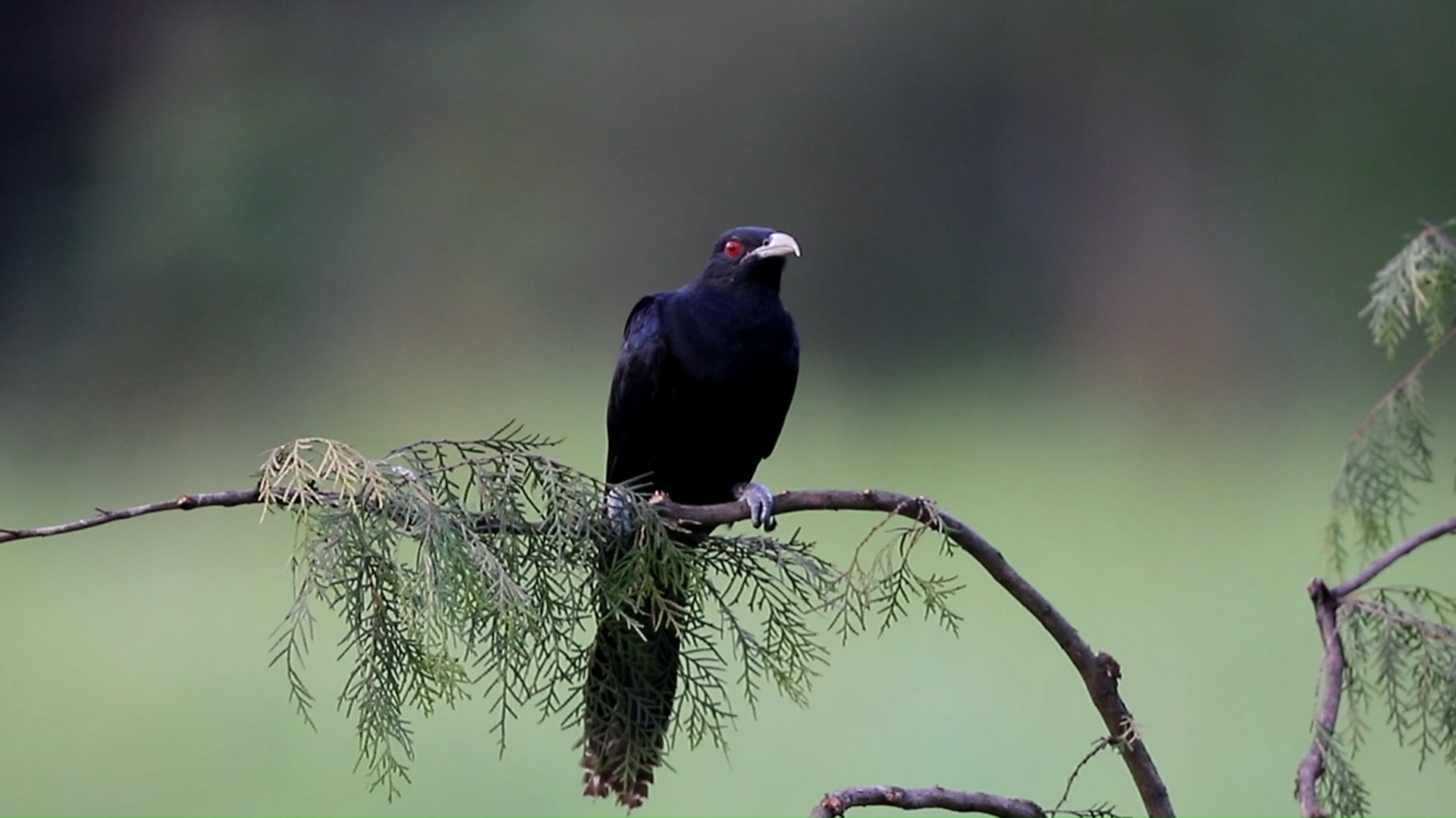 噪鹃雄鸟通体黑色具蓝色光泽红宝石的眼睛