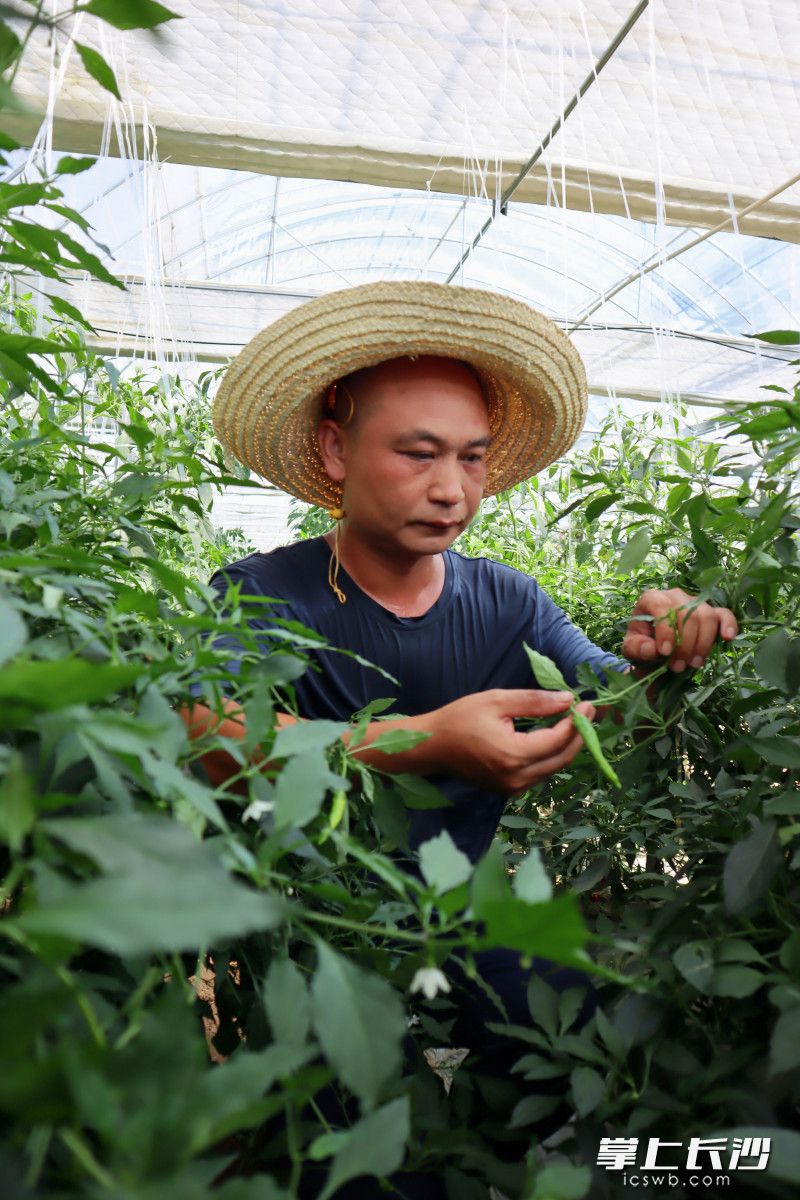 其核心产区90%以上的村民从事樟树港辣椒种植,采摘,加工,销售等相关