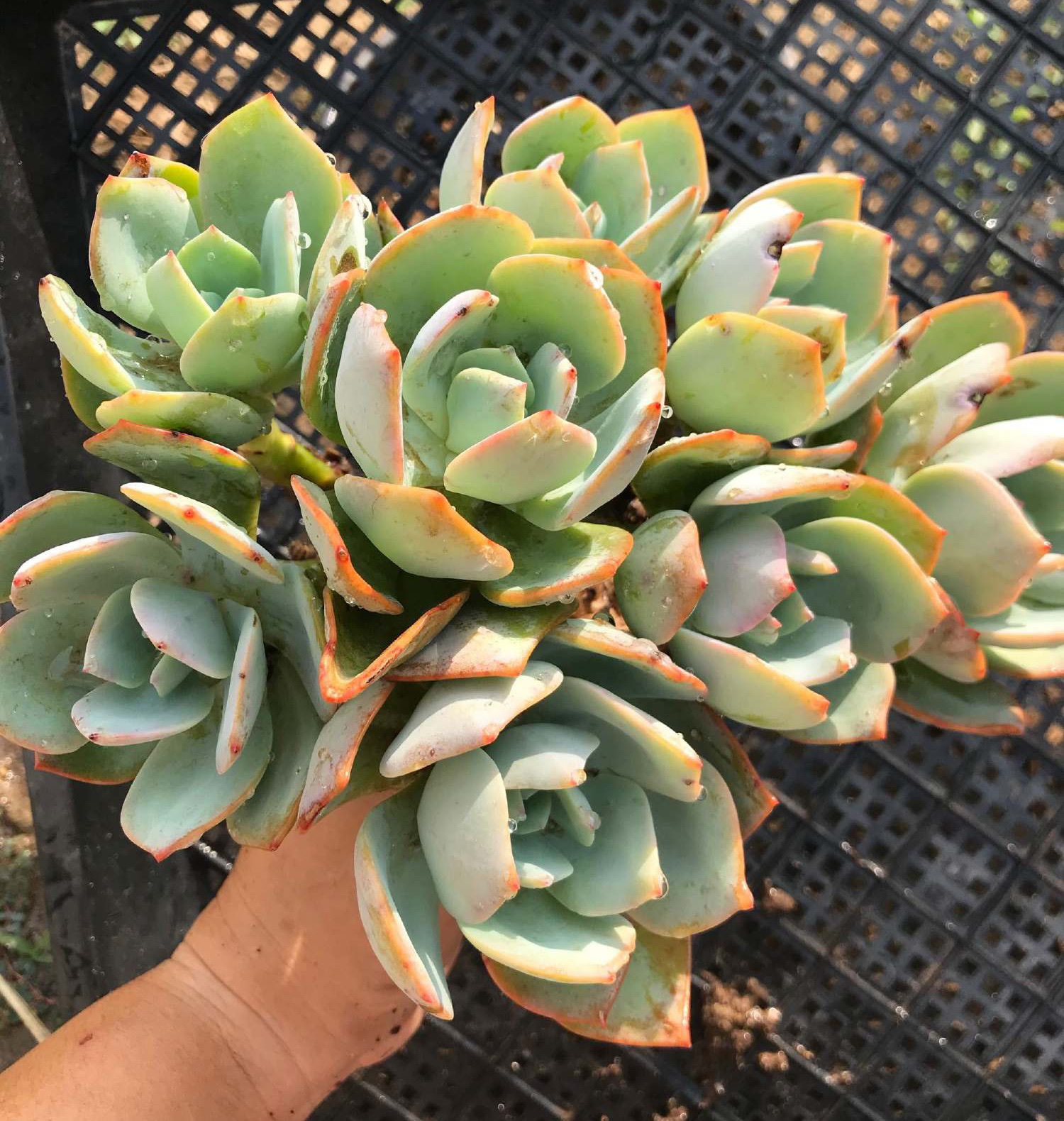 多肉白凤是不是有两个品种一种精致另一种霸气说一说我的看法