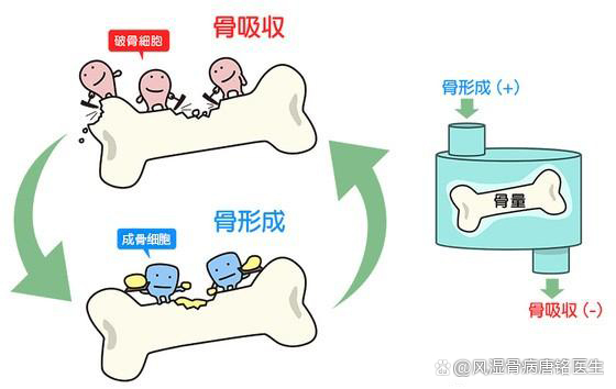 骨代谢包括骨吸收和骨形成两个过程