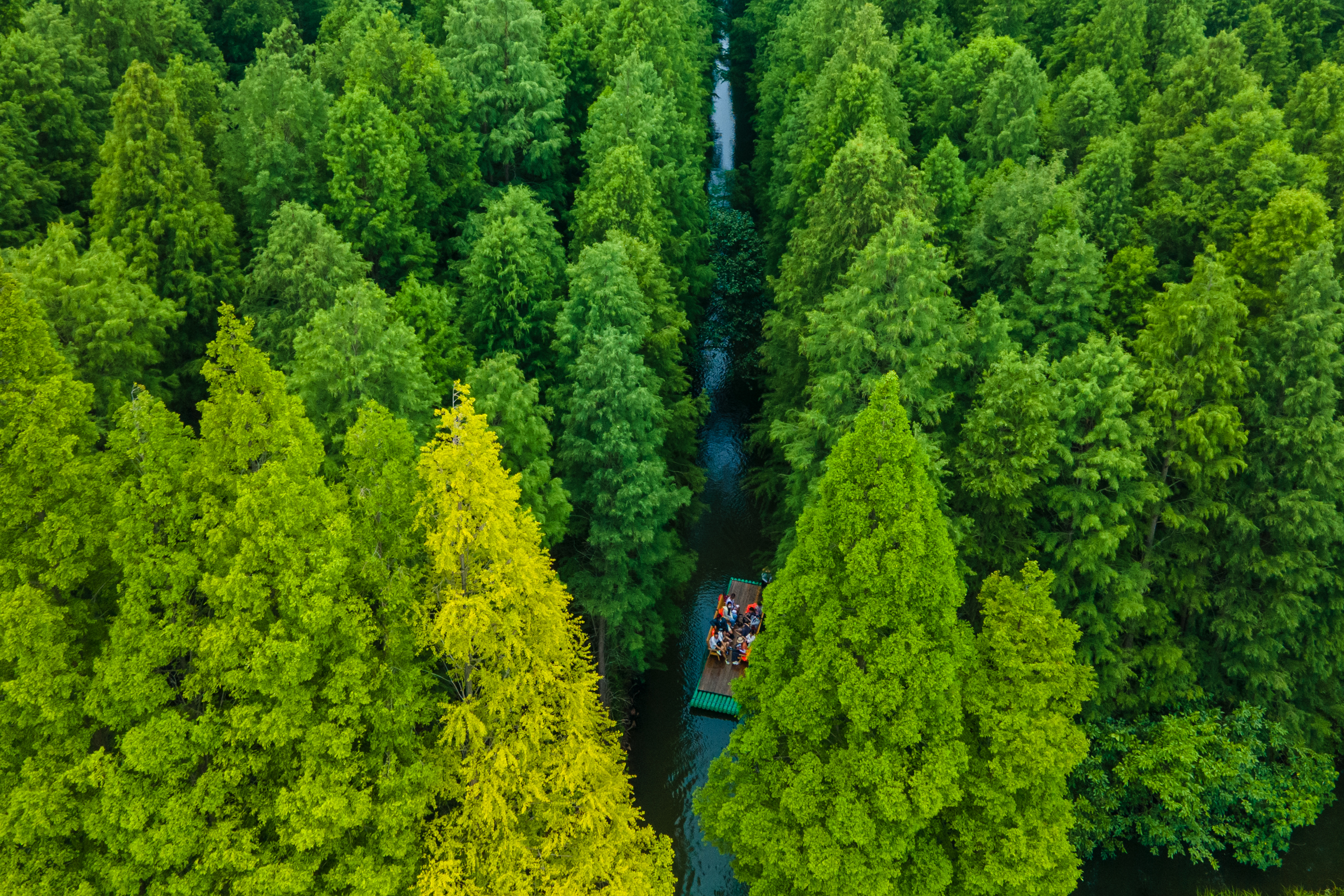 江苏有处水上森林景区超万亩的水杉林夏季游玩纳凉的好去处
