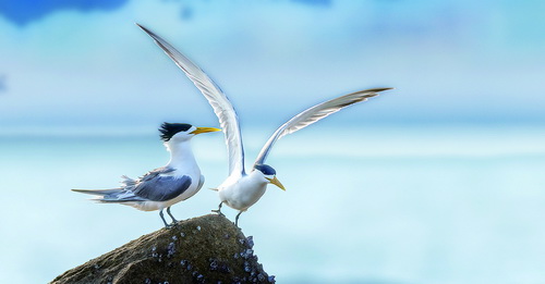 大凤头燕鸥(左）。5月底摄于翔安