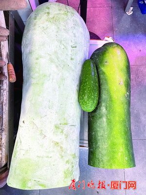 迷你冬瓜与普通冬瓜对比。 