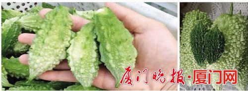 山苦瓜（左）比普通苦瓜更苦。