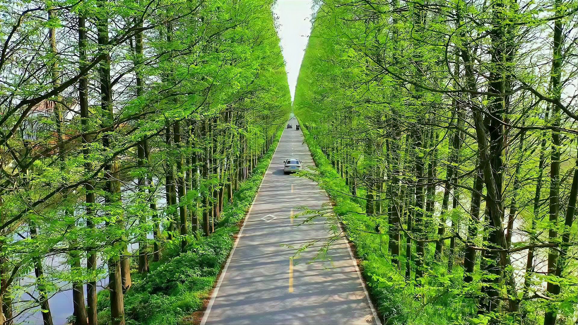 幾千餘隻西伯利亞小天鵝和灰鶴棲息越冬十分壯觀不斷吸引各地遊客慕名