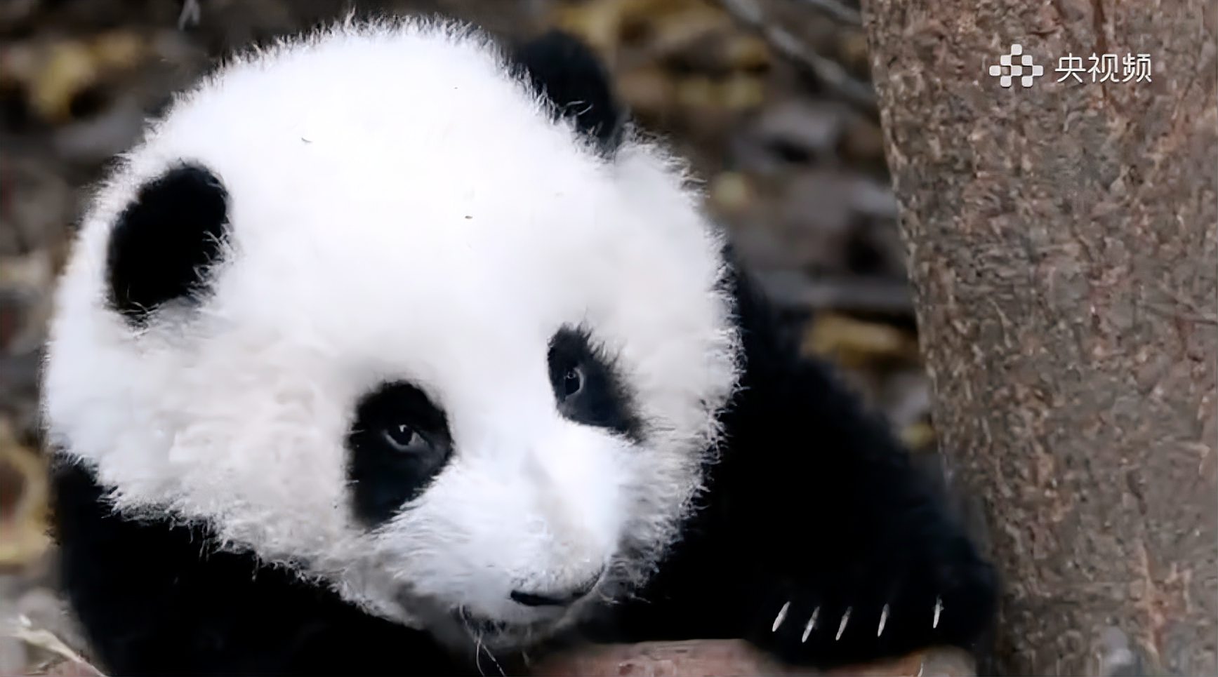 长城分享熊猫幼崽软糯翻滚惹人爱国宝熊猫的日常不是啃竹子就是睡觉