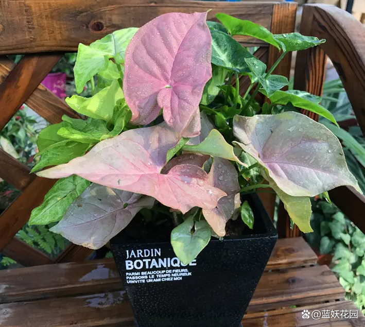 网红观叶植物粉红佳人耐阴好看净化能力强做好4点养护简单