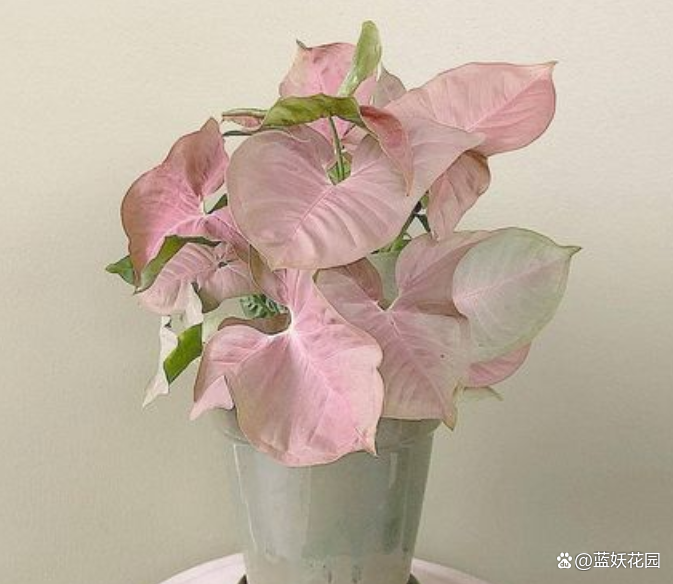 网红观叶植物粉红佳人耐阴好看净化能力强做好4点养护简单(图2)