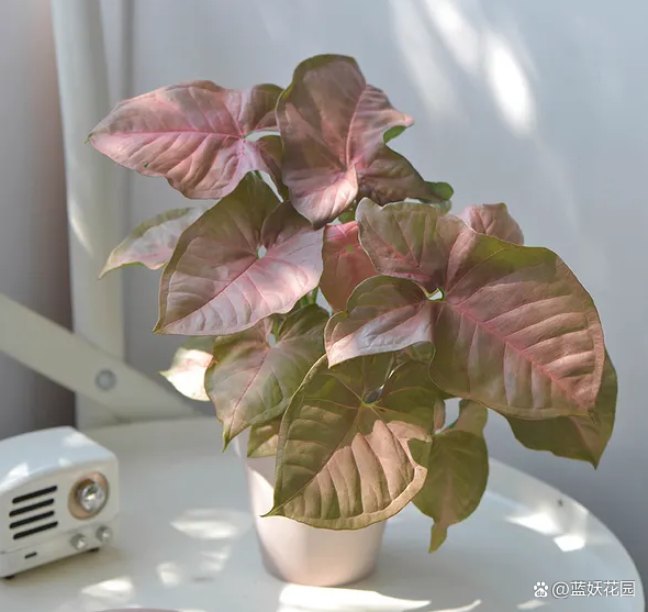 网红观叶植物粉红佳人耐阴好看净化能力强做好4点养护简单(图3)