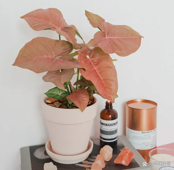 网红观叶植物粉红佳人耐阴好看净化能力强做好4点养护简单(图4)