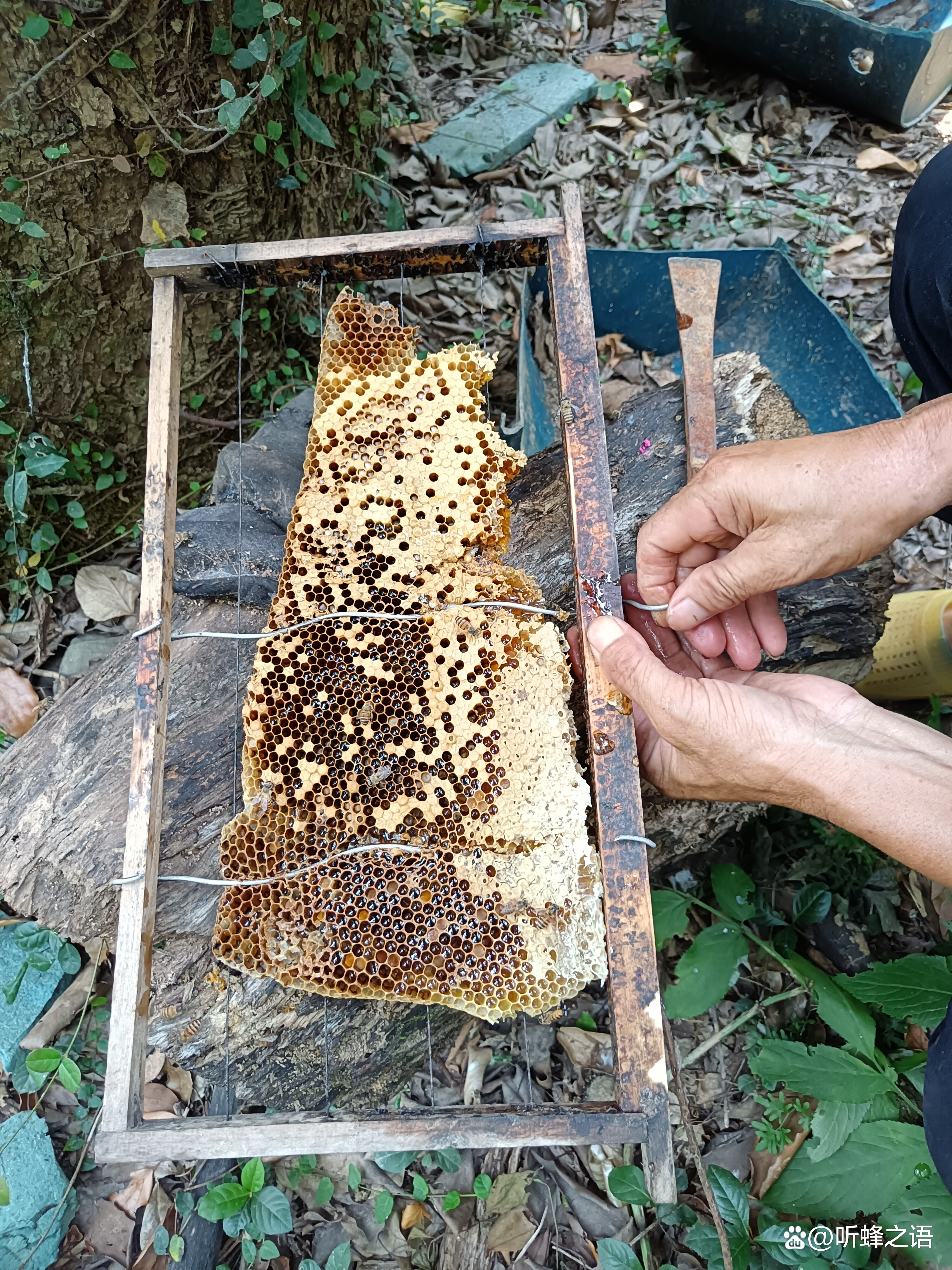 患有巢虫的野外蜂群巢脾