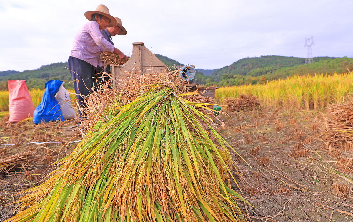 乡土散文：割稻谷