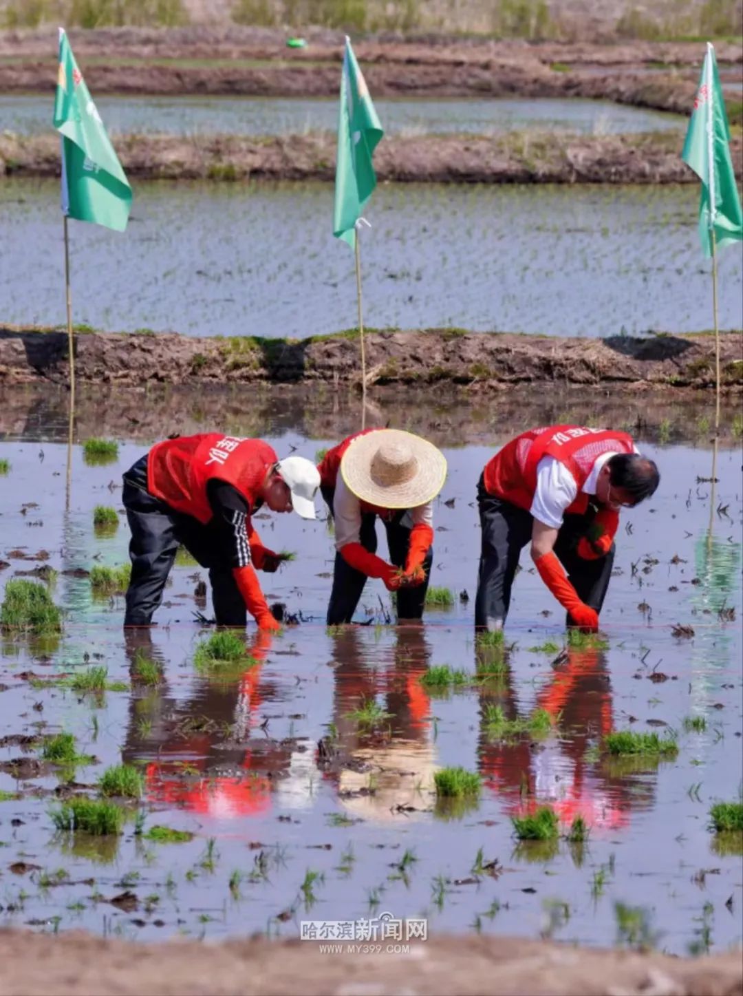鲜割、鲜谷、鲜存、鲜碾、鲜装、鲜食……五常大米“6步鲜”节粮减损