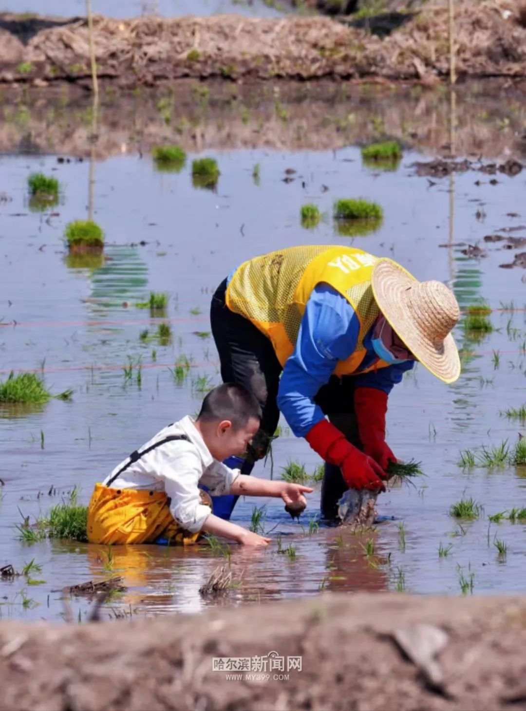 鲜割、鲜谷、鲜存、鲜碾、鲜装、鲜食……五常大米“6步鲜”节粮减损
