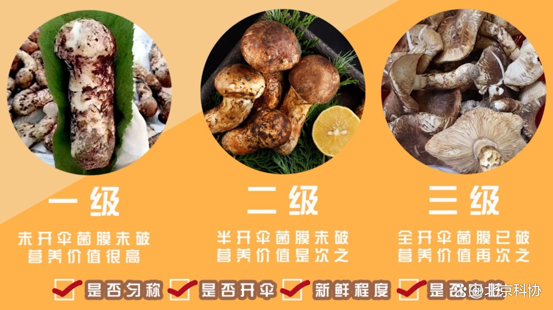 松茸三兄弟傻傻分不清