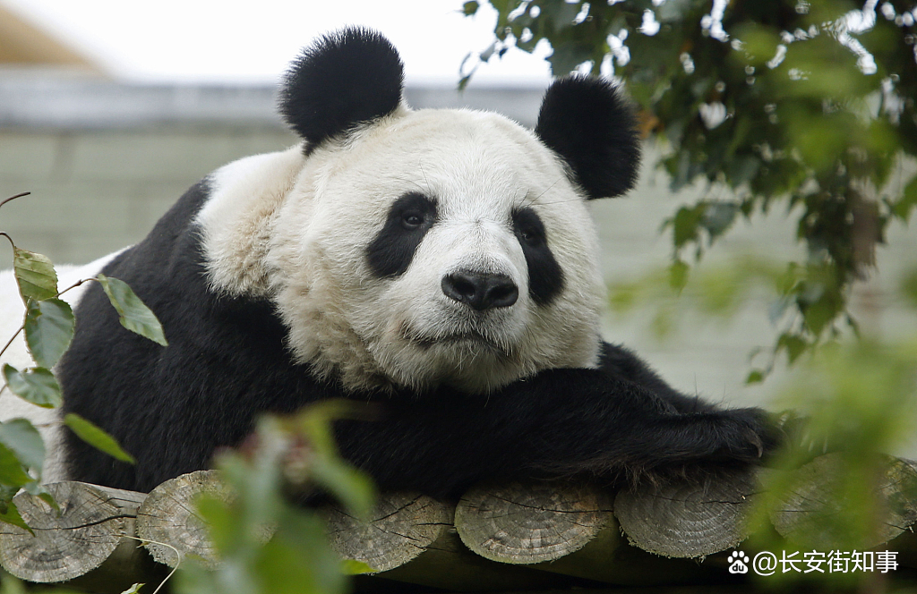 大熊猫“甜甜” 资料图 图源：视觉中国